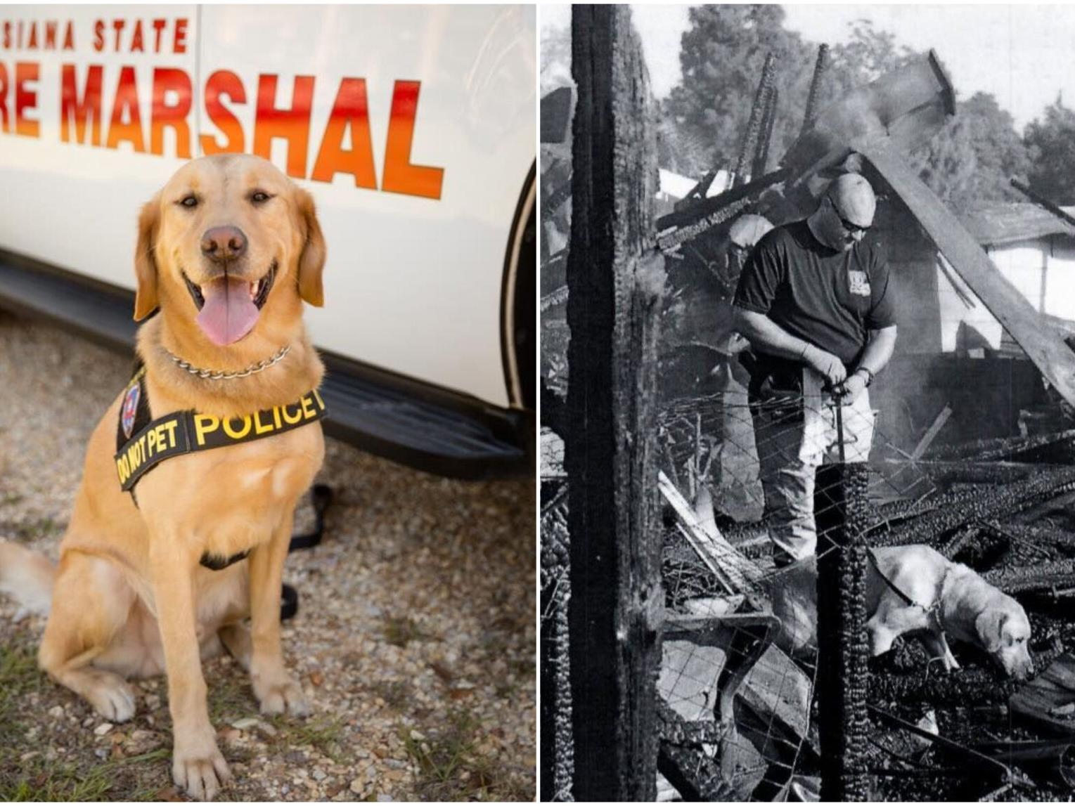 Monty, State Fire Marshal dog who helped sniff out suspect in St. Landry church fires, retires